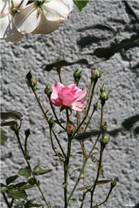 2c6462d6-IMG_7297 ruža bonica.jpg